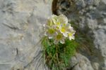 On dirait des saxifrages, première fois que je vois ces fleurs fort jolies