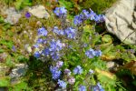 Des myosotis