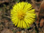 Une fleur dont je ne connais pas le nom