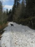 Début mai, la neige est encore présent en forêt