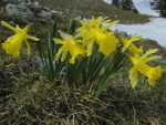 Des jonquilles