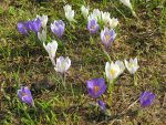 Des crocus, toujours autant de plaisir de les voir.