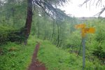 On vient de la droite et donc on continue tout droit dans cette forêt.