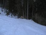 Puis on rentre dans la forêt