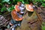 Polypore