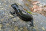 Une salamandre (je l'ai mise sur le rocher pour la photo !)