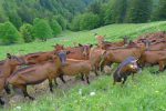 Les chèvres de la ferme La Sauge