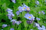 Myosotis des forêts