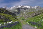 Je continue tout droit, en direction de la ferme du P2261. Une haie de sabots de Venus nous y accueille.