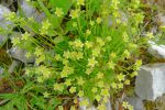Des saxifrages