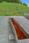 Petite soif ? La fontaine colorée par les algues devant l'étable