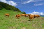 Salut les vaches. Nous ne faisons que passer !