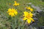 De l'arnica, insectes inclus