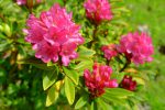 Rhododendrons en fleurs, superbes