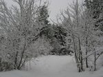 Passage en forêt clairsemée