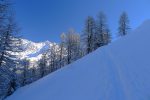 Bientôt la fin de la forêt