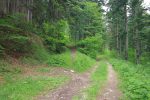 On croise une route forestière, mais nous continuons notre montée légère