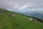On redescend vers la ferme Chalet du Suchet