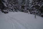 En forêt pour un bon moment