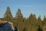 Entre les deux sapins de gauche, le Mont-Tendre