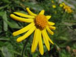 Une arnica