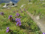 On arrive sur le plateau de Tsé des Violettes, et il y a une haie de gentianes pour nous accueillir