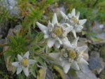 Ahhhh des edelweiss, mais quelle agréable surprise.