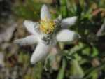 Le velours de cette fleur est surprenant