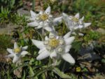 Bon c'est la dernière, mais c'est tellement rare d'en voir que j'en profite de ces edelweiss