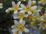 Des saxifrages ?