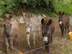 La ferme de Mayen de Loton et ses ânes