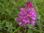 Une jolie fleur, mais dont je ne connais pas le nom