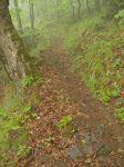 Le chemin en forêt se poursuit