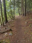 Le chemin devient un classique des passages en forêt