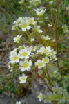 Saxifrage paniculée