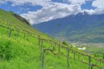 Domaine de Beudon et ses vignes.