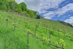 Notez la présence d'herbe dans la vigne.