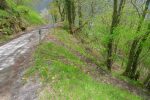 Après avoir suivi un peu la route, retour en forêt