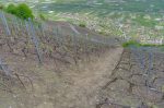 Descente à travers les vignes.