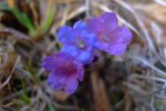 Quelques fleurs sur notre passage. J'aurai aimé faire la mise au point sur les pistils, mais sans succès !