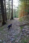 On finit par trouver le sentier à travers la forêt