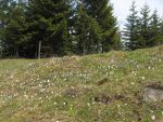 Les crocus sont nombreux dans ce secteur