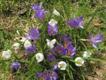 Les crocus sont toujours aussi beaux