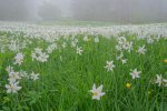 Narcisses à fleurs rayonnantes