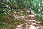 Route forestière