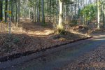 Un chemin dans la forêt, les feuilles sont par terre