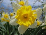 Les jonquilles de près.