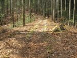 Portion du chemin que j'ai trouvé surprenant, ces pavés dans le sol sont-ils historiques ?