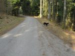 Puis on quitte la route pour le chemin pédèstre, Valdine a compris toute seule qu'il faut tourner à droite