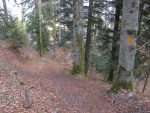 Descente dans ce chemin chargé de feuilles